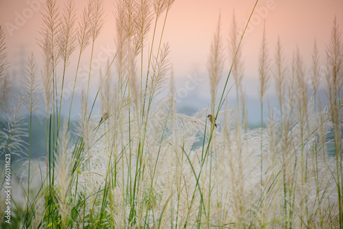 Whispers of Autumn: Riverside Tranquility with White Wild Sugarcane. Sugarcane grass along the Zengwun Riverat dusk. Tainan, Taiwan photo