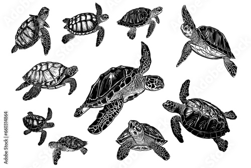 Sea Turtle Bundle: Vector Illustrations Celebrating the Grace of Ocean's Ancient Travelers