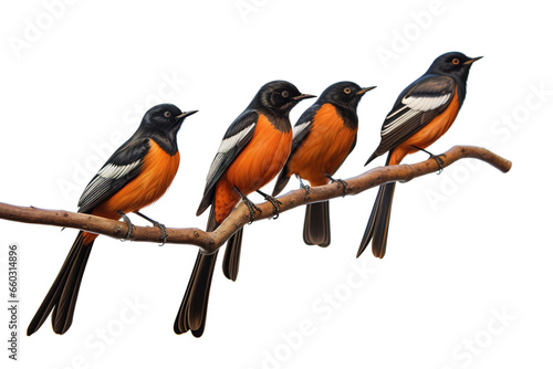 Image of group of white-rumped shama bird on a branch on a white background. Birds. Animals. Illustration, Generative AI.