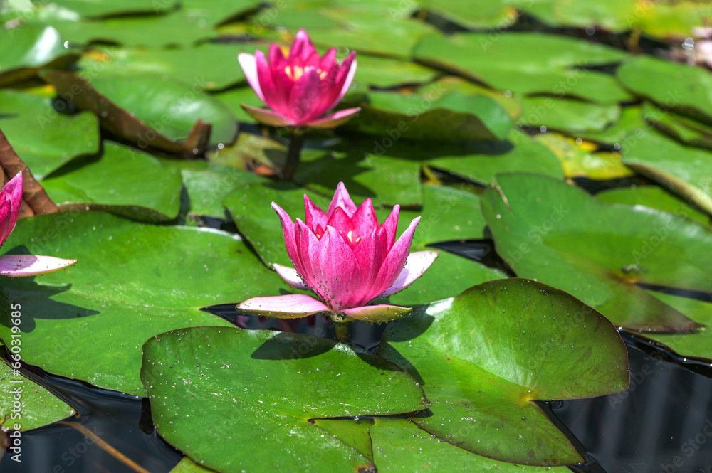 Pink nymphaea flowers on the pond surface. Pink nymphaea flowers on the pond surface.