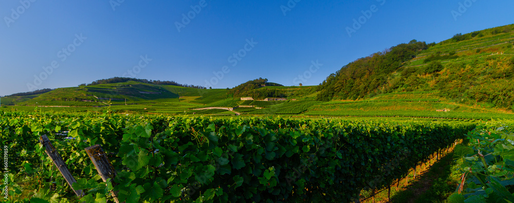 Weinberge Reben