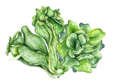 Hand drawn watercolor illustration of bok choy vegetable. Chinese cabbage isolated on white background. Superfood poster, fresh green vegetable, salad.