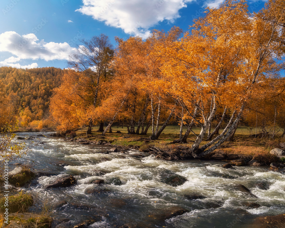 Colorful autumn landscape with golden leaves on trees  turquoise stormy mountain river in sunshine. Bright scenery with mountain river and yellow trees in autumn colors in fall time.