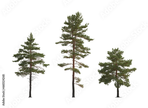 Set of Pinus sylvestris Scotch pine big tall tree isolated png on a transparent background perfectly cutout in overcast light Pine Pinaceae pine Baltic Pine fir