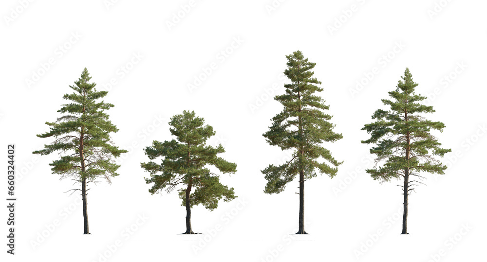 Set of Pinus sylvestris Scotch pine big tall tree isolated png on a transparent background perfectly cutout in sunny light Pine Pinaceae pine Baltic Pine fir - obrazy, fototapety, plakaty 