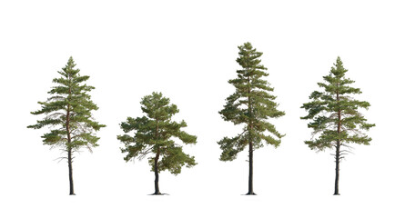 Pinus sylvestris Scotch pine big tall tree isolated png on a transparent background premium cutout in sunny light Pine Pinaceae pine Baltic Pine fir