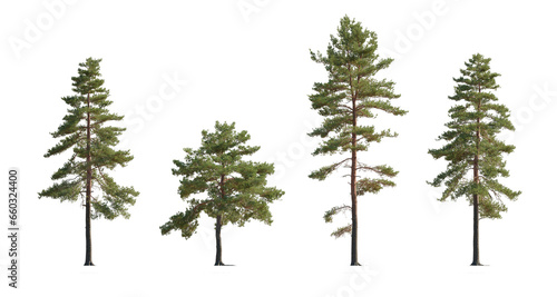 Fotografie Set of Pinus sylvestris Scotch pine big tall tree isolated png on a transparent