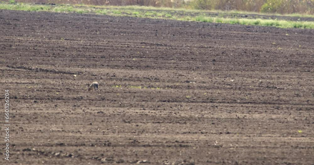 A wild brown rabbit is hopping around the field A wild brown rabbit is hopping around the field
