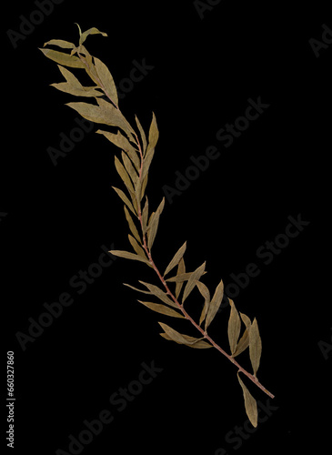 Herbarium Olive Branch Isolated on Black Background