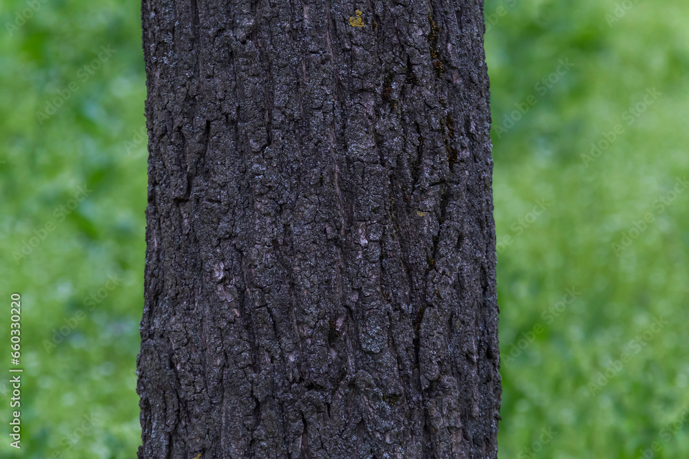 close up of trunk of tree against green grass