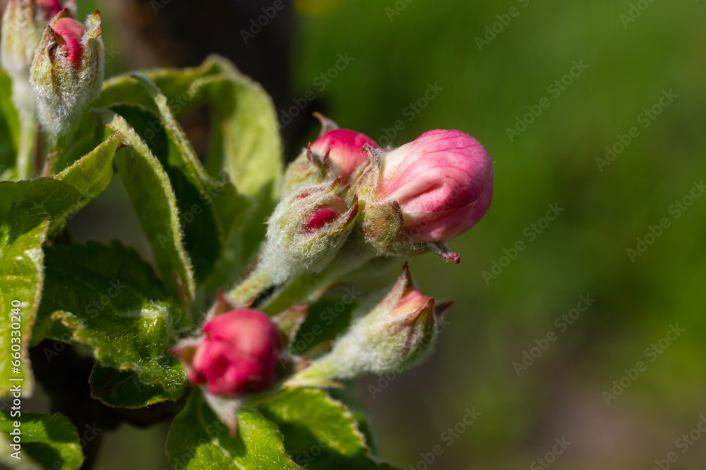 Flower buds, flowers and green young leaves on a branch of a blooming apple tree. Close-up of pink buds and blossoms of an apple tree on a blurred background in spring. Selective focus Flower buds, flowers and green young leaves on a branch of a blooming apple tree. Close-up of pink buds and blossoms of an apple tree on a blurred background in spring. Selective focus