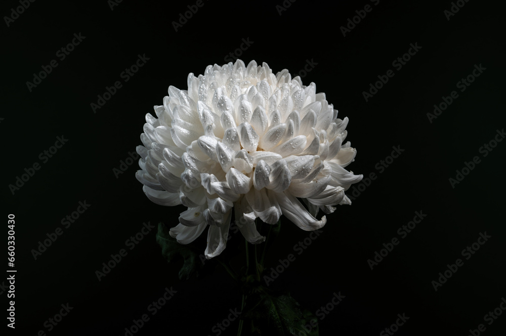 White chrysanthemum on black background White chrysanthemum on black background