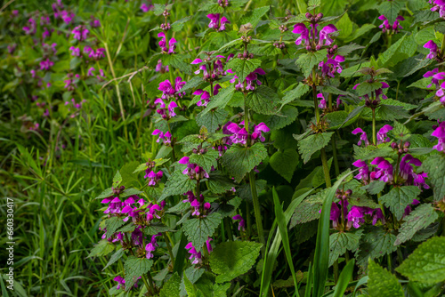 Deaf nettle blooming in a forest, Lamium purpureum. Spring purple flowers with leaves close up photo