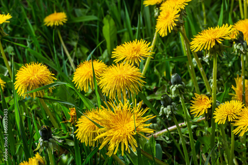 Dandelion Taraxacum officinale as a wall flower  is a pioneer plant and survival artist that can also thrive on gravel roads. Beautiful Taraxacum flower on a green garden