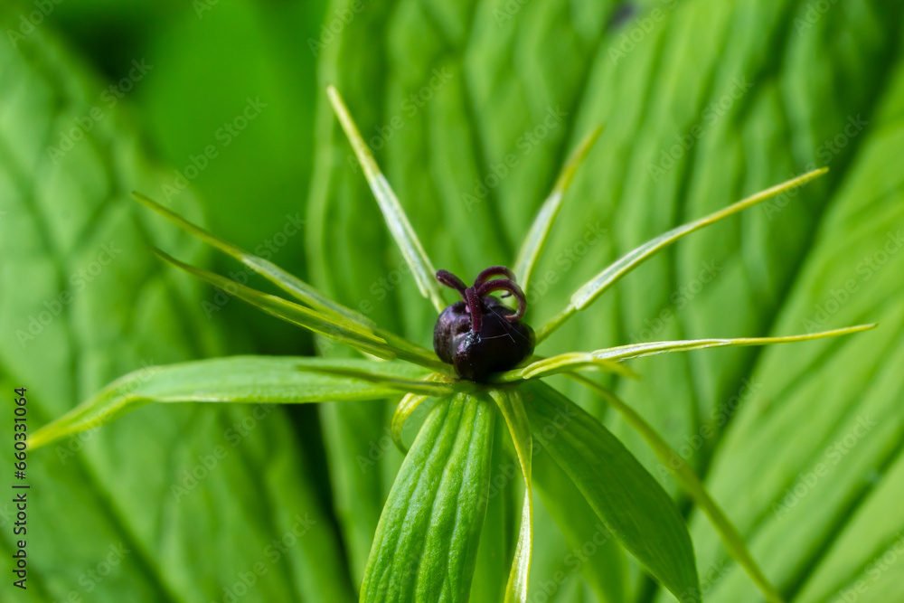 Naklejka premium Paris quadrifolia. Flower close-up of the poisonous plant, herb-paris or the knot of true lovers. Blooming grass Paris. Crow's eye or raven eye, poisonous berry in the forest