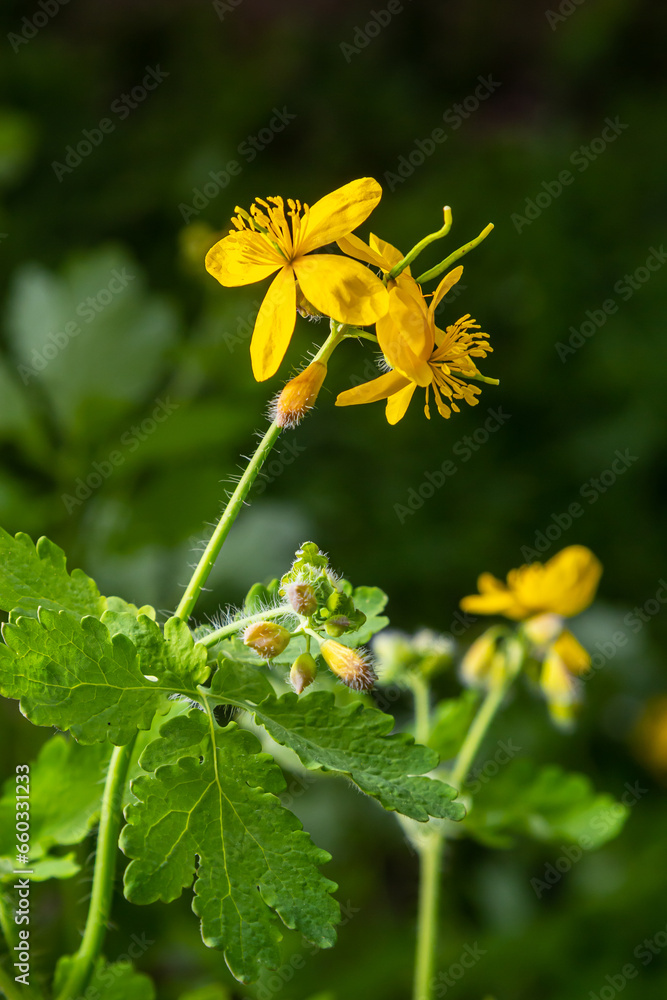 Macro photo of natural yellow flowers of celandine. Background blooming flowers plant celandine Macro photo of natural yellow flowers of celandine. Background blooming flowers plant celandine