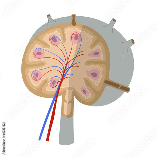 Anatomy of a lymph node. Simplified scheme showing external and internal structure.