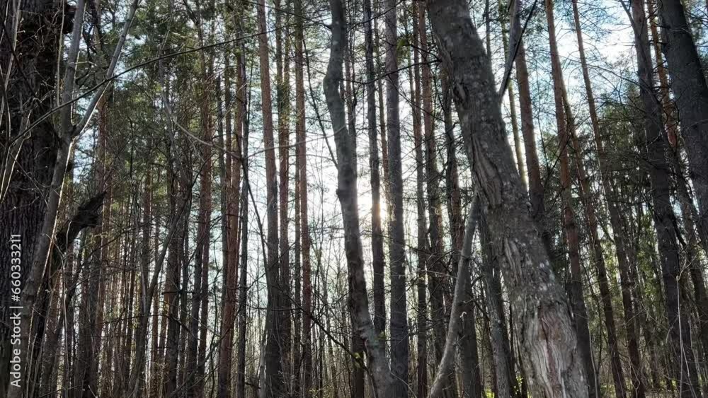 The golden ray of the sun shines against the background of a pine spring forest The golden ray of the sun shines against the background of a pine spring forest