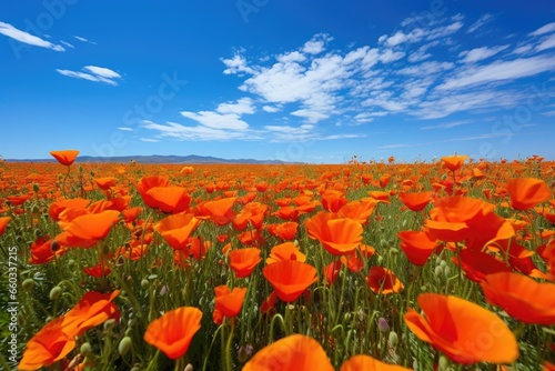 wide-angle shot of a sea of annual poppies
