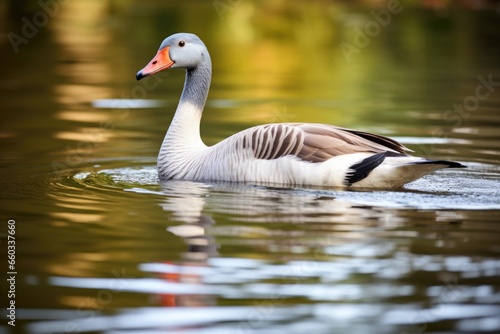 a goose swimming in a tranquil lake