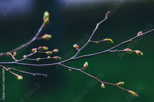 Billede på lærred Tree branch with buds
