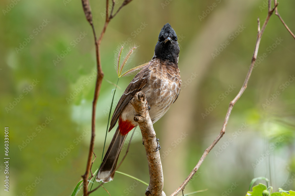 Red-vented bulbul; The red-mouthed chickadee is a member of the nightingale songbird family. Red-vented bulbul; The red-mouthed chickadee is a member of the nightingale songbird family.