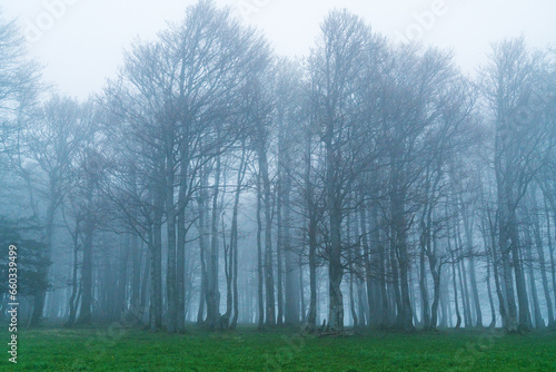 Wald im Nebel