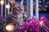 Cozy glamour balcony with cat . Modern interior design