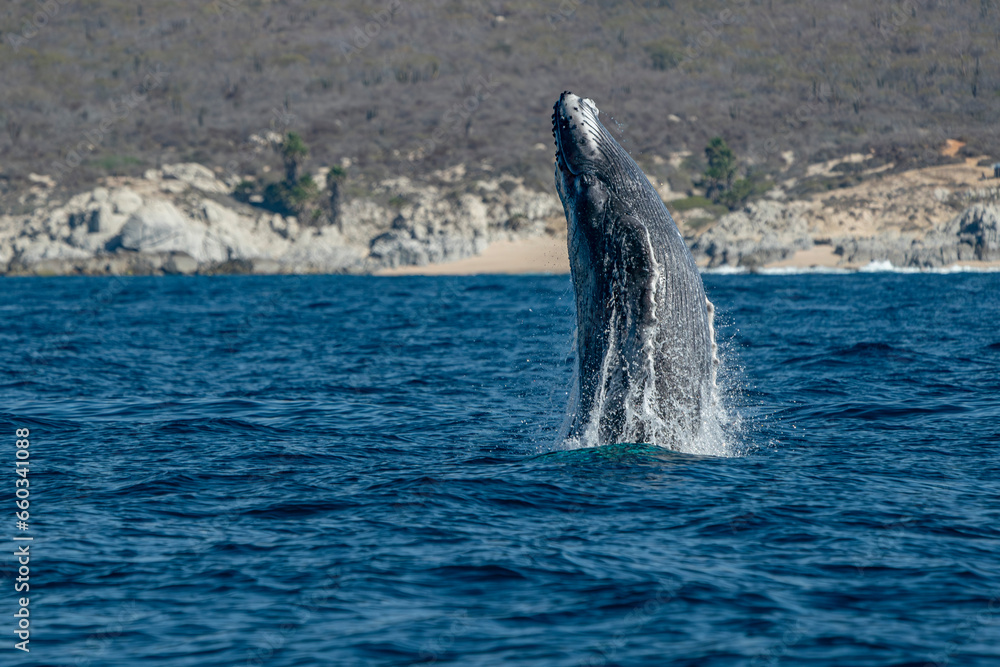 Fototapeta premium humpback whale breaching in cabo san lucas baja california sur mexico pacific ocean