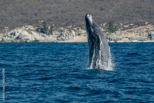 humpback whale breaching in cabo san lucas baja california sur mexico pacific ocean © Izanbar photos