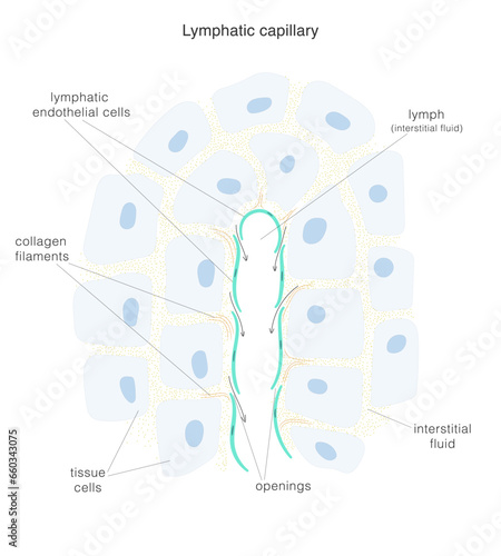 The lymph system. Structure of the terminal end of lymphatic capillary and surrounding tissue.