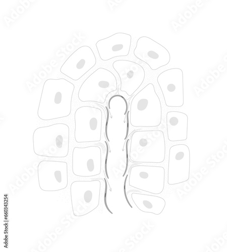 The lymph system line drawing. Structure of the terminal end of lymphatic capillary and surrounding tissue.