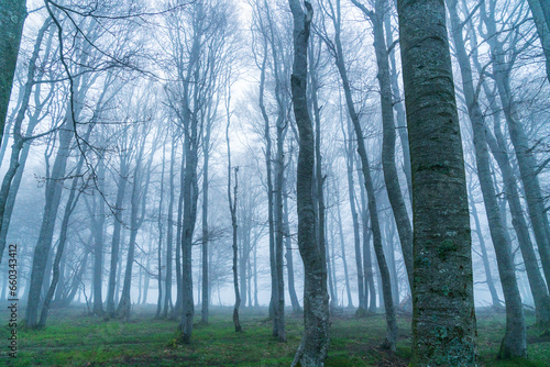 Wald im Nebel