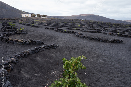 Winegrowing area of La Geria. Vineyard landscape with mountains in the background and sky with white clouds. Vines. Planting holes to protect the vines. Wine cellars. Lanzarote, Caanry Island, Spain photo