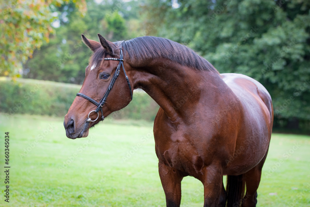 equine horse portrait photograph
equine horse portrait photograph