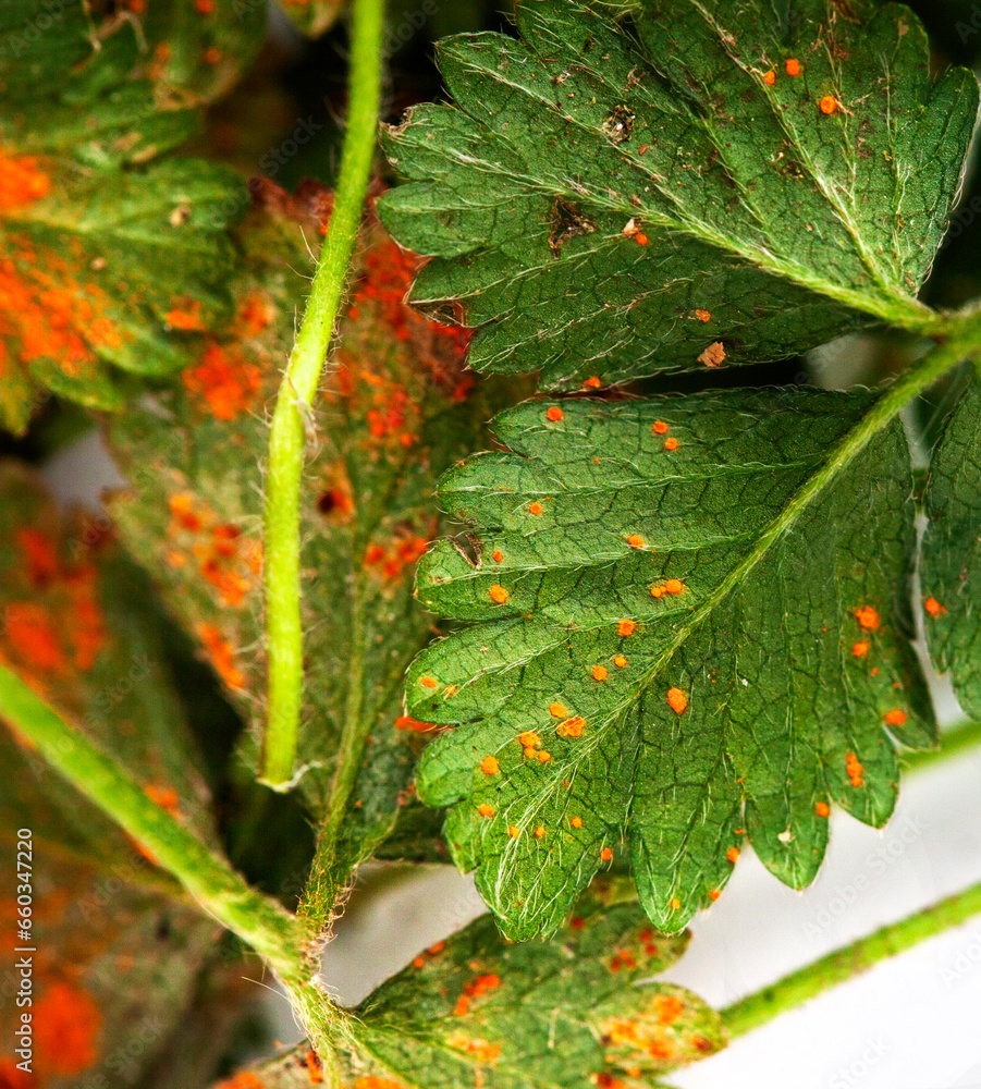 Plant leaf covered in fungal disease known as rust Stock Photo | Adobe ...