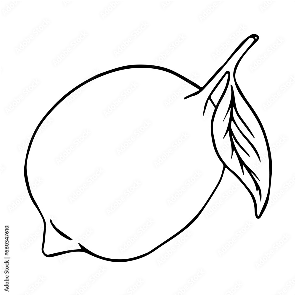 Vector botanical illustration, lemon, slices, citrus in section. Doodle, sketch, citrus graphics. Isolated elements for product design, cards, packaging. Vector botanical illustration, lemon, slices, citrus in section. Doodle, sketch, citrus graphics. Isolated elements for product design, cards, packaging.