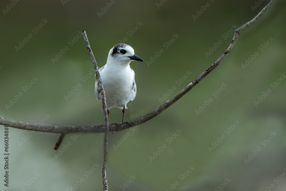 The white-winged tern is a bird species from the tern family. The white-winged tern is a bird species from the tern family.