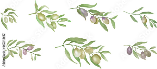 Watercolor olive branch set. Hand drawn illustration isolated on white background. Vector EPS.
