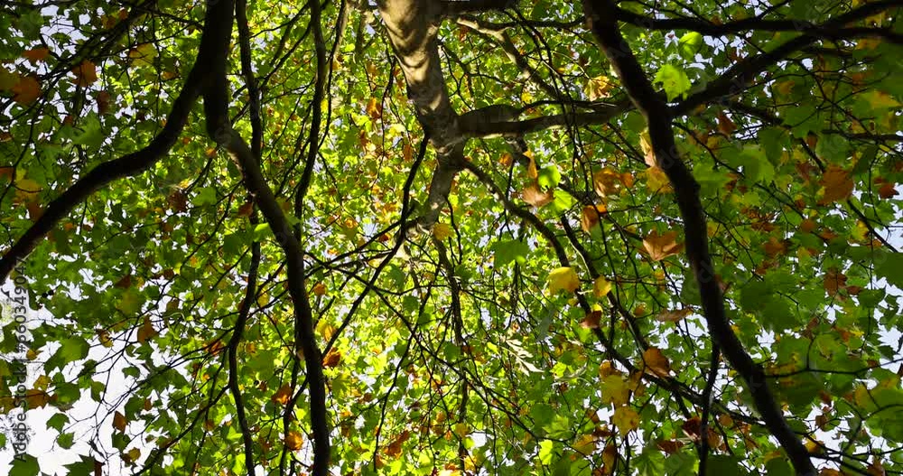 sycamore tree in the autumn season with foliage changing color, changing the color of the foliage of the sycamore in autumn sycamore tree in the autumn season with foliage changing color, changing the color of the foliage of the sycamore in autumn