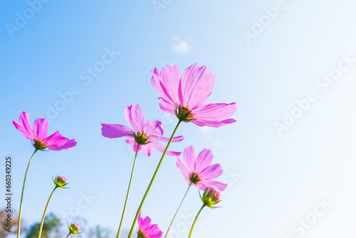 Cosmos flowers are blooming in garden with bright sky.