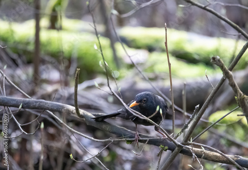 blackbird on a tree
