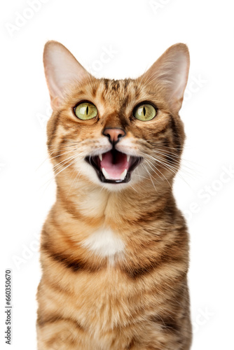 Funny portrait of a happy smiling bengal cat photo