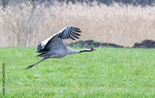 heron in flight