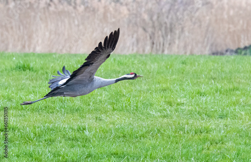black crowned crane