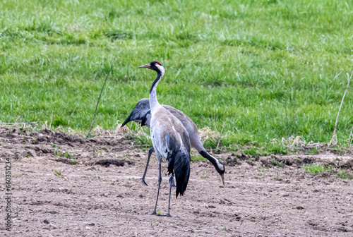 grey crowned crane