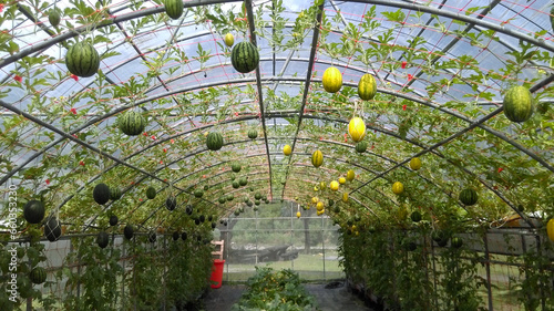 Watermelons Hanging from the Ceiling