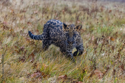 Leopard läuft in hohem Gras