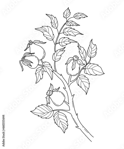 Rosehip branch. Hand drawn linear drawing of branch with seasonal rosehip fruit and leaves. Vector outline illustration