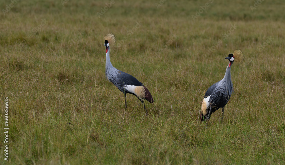 Fototapeta premium Birds of the Masai Mara -